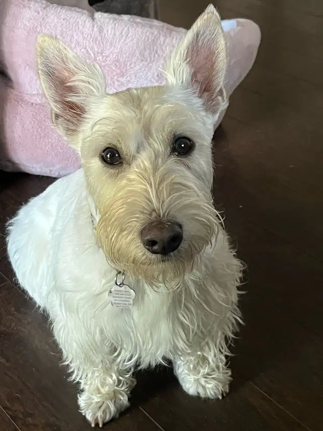 Scottish Terrier puppies