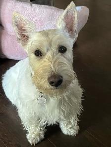 Scottish Terrier puppies