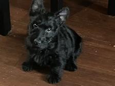 Scottish Terrier puppies - Photo 2