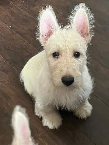 Scottish Terrier puppies - Photo 3