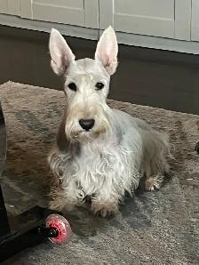 Scottish Terrier puppies - Photo 4