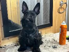 Scottish Terrier puppies - Photo 5