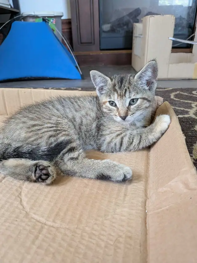 looking for her forever family