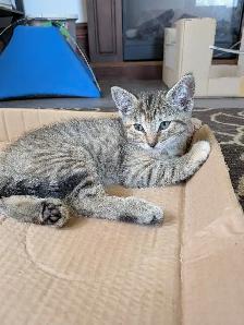looking for her forever family