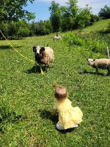 sheep ram