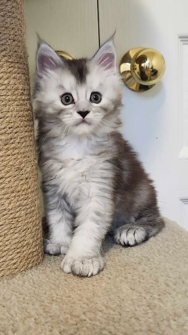 MAINE COON KITTENS