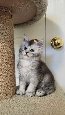 MAINE COON KITTENS - Photo 2