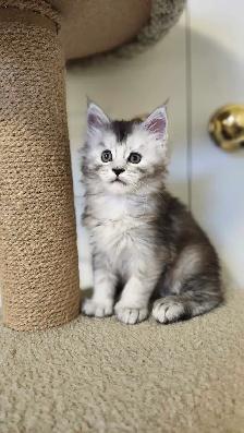 MAINE COON KITTENS - Photo 3
