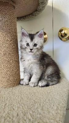 MAINE COON KITTENS - Photo 4