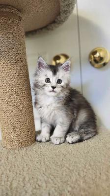 MAINE COON KITTENS - Photo 5