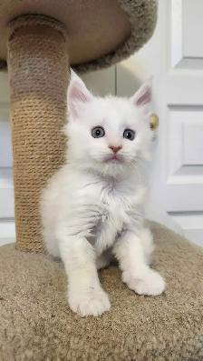 MAINE COON KITTENS - Photo 6