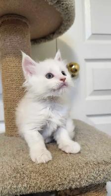 MAINE COON KITTENS - Photo 7