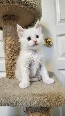 MAINE COON KITTENS - Photo 8