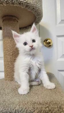 MAINE COON KITTENS - Photo 9