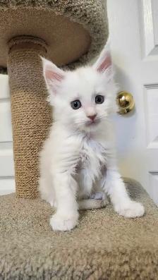 MAINE COON KITTENS - Photo 10