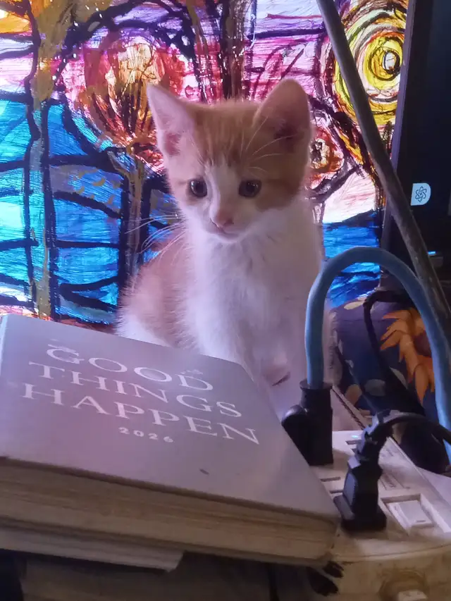 First of 3 kittens ready for an awesome forever home