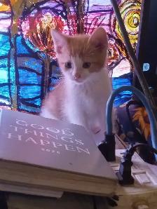 First of 3 kittens ready for an awesome forever home