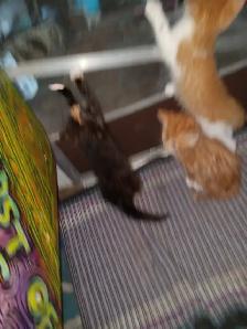 First of 3 kittens ready for an awesome forever home - Photo 2