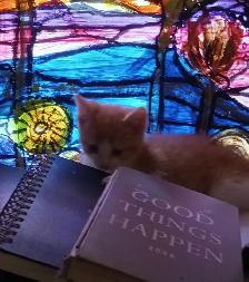 First of 3 kittens ready for an awesome forever home - Photo 3