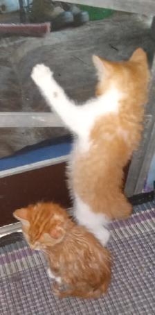 First of 3 kittens ready for an awesome forever home - Photo 4