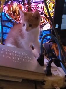 First of 3 kittens ready for an awesome forever home - Photo 5