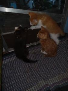 First of 3 kittens ready for an awesome forever home - Photo 6