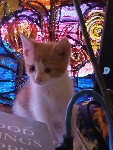 First of 3 kittens ready for an awesome forever home - Photo 7