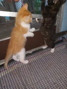 First of 3 kittens ready for an awesome forever home - Photo 8