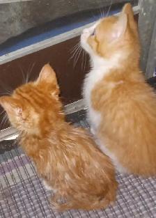First of 3 kittens ready for an awesome forever home - Photo 9