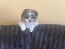 Chiot mini Tea Cup