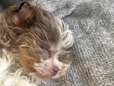 Chiot mini Tea Cup - Photo 2