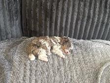 Chiot mini Tea Cup - Photo 3