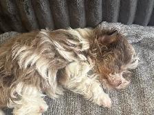 Chiot mini Tea Cup - Photo 5
