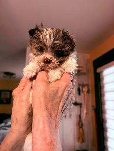Chiot mini Tea Cup - Photo 6