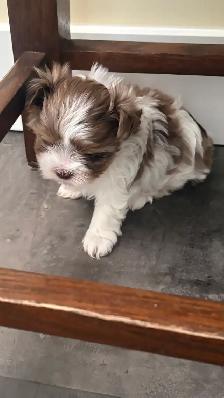 Chiot mini Tea Cup - Photo 9