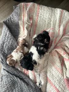 Chiot mini Tea Cup - Photo 10