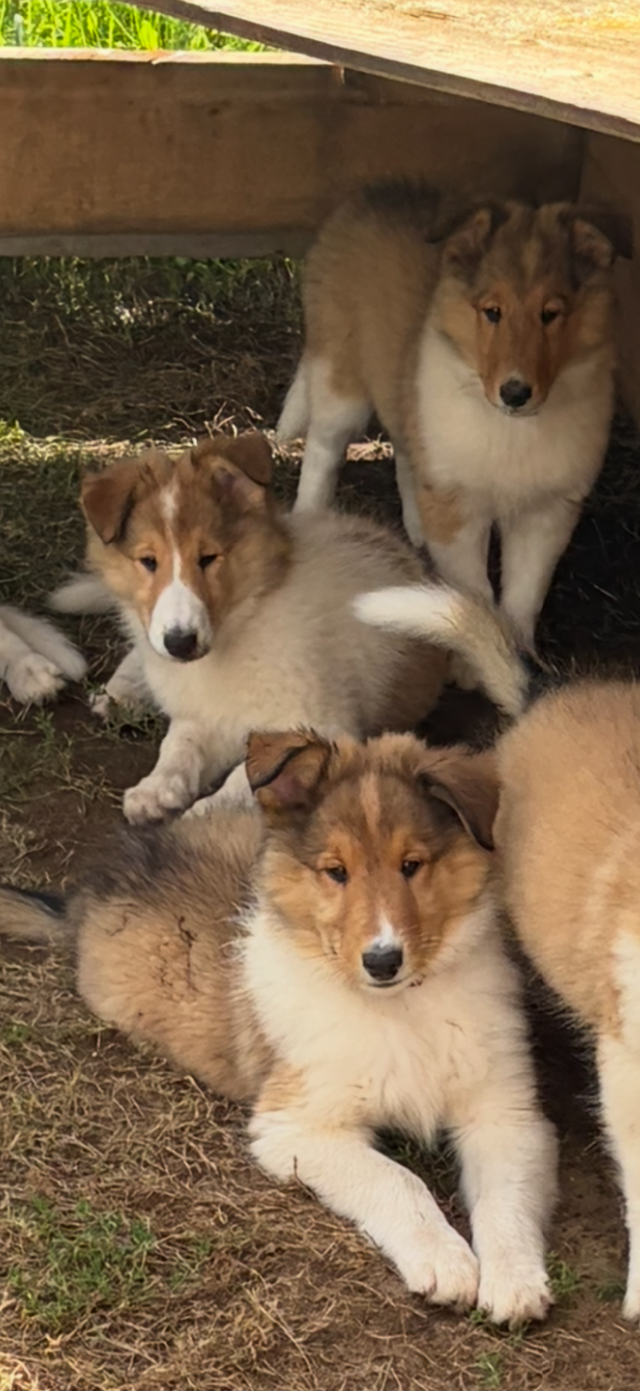 beautiful pure breed lassie rough collies puppies