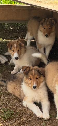 beautiful pure breed lassie rough collies puppies
