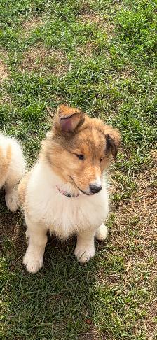 beautiful pure breed lassie rough collies puppies - Photo 2