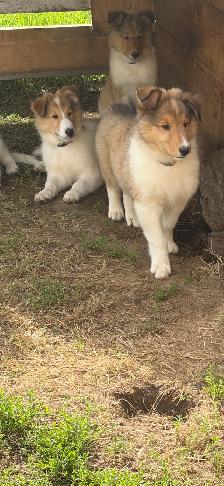 beautiful pure breed lassie rough collies puppies - Photo 3