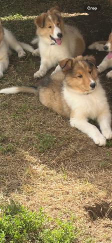 beautiful pure breed lassie rough collies puppies - Photo 4