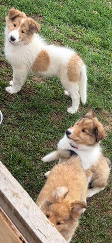 beautiful pure breed lassie rough collies puppies - Photo 5