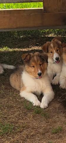 beautiful pure breed lassie rough collies puppies - Photo 6