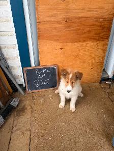 beautiful pure breed lassie rough collies puppies - Photo 7