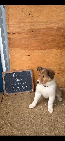 beautiful pure breed lassie rough collies puppies - Photo 8