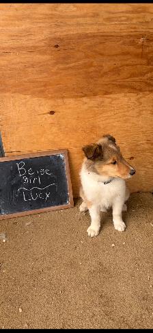 beautiful pure breed lassie rough collies puppies - Photo 9