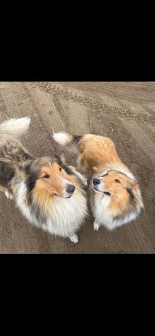beautiful pure breed lassie rough collies puppies - Photo 10