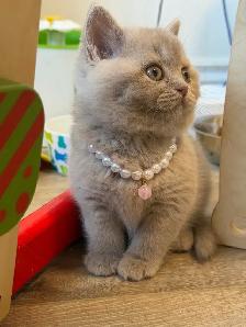 Purebreed British shorthair kittens for sale - Photo 2