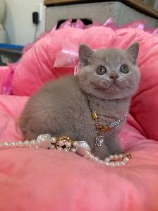 Purebreed British shorthair kittens for sale - Photo 4