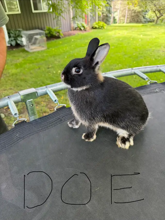 Netherland Dwarf Doe